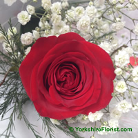 single red rose